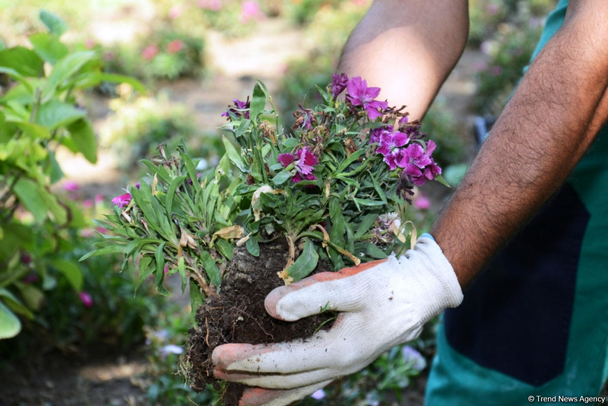 Невидимая жизнь Бакинского бульвара – фоторепортаж