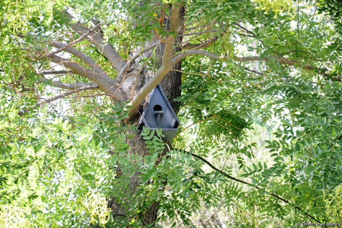 Невидимая жизнь Бакинского бульвара – фоторепортаж