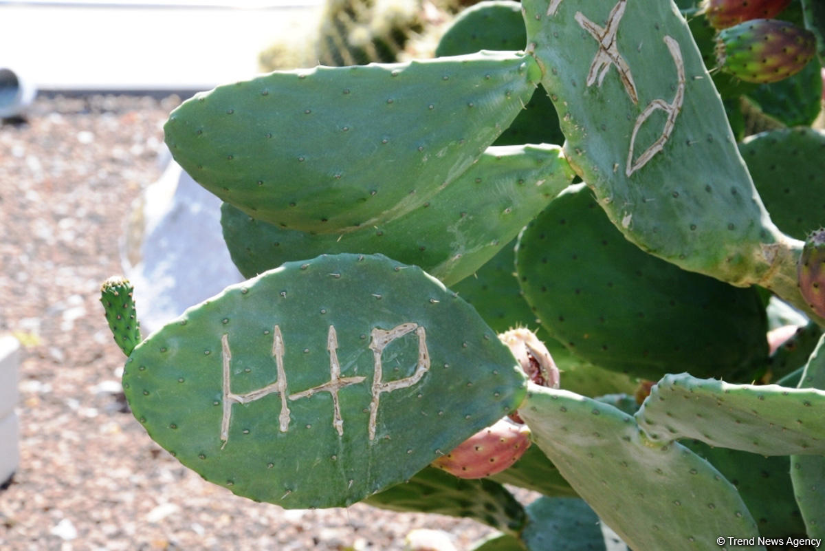 Невидимая жизнь Бакинского бульвара – фоторепортаж