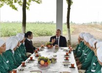 Президент Ильхам Алиев ознакомился  с хлопковым полем в Сабирабадском районе (ФОТО) (Версия 2)