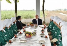 Президент Ильхам Алиев ознакомился  с хлопковым полем в Сабирабадском районе (ФОТО) (Версия 2)