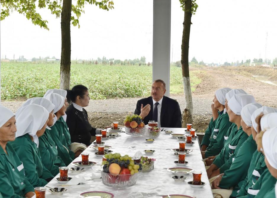 Президент Ильхам Алиев ознакомился  с хлопковым полем в Сабирабадском районе (ФОТО) (Версия 2)