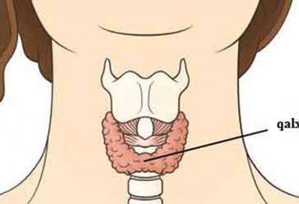 Почему возникает зоб – симптомы, лечение (ФОТО)