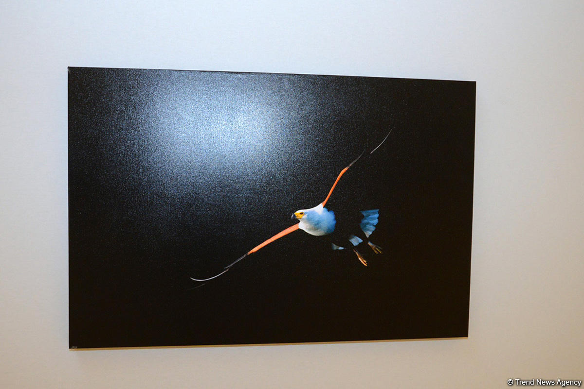 В Центре Гейдара Алиева представлены потрясающие кадры с выставки фотографа-путешественника Тео Аллофса  "Неизведанная Африка" (ФОТО)