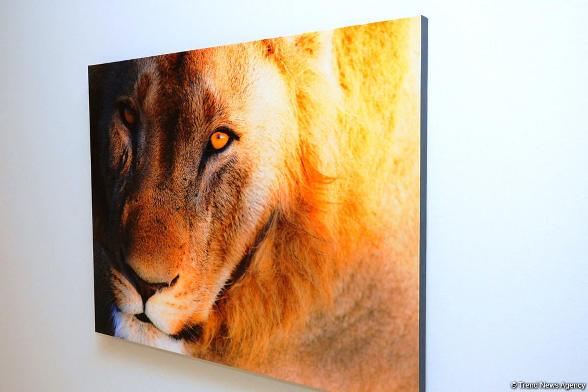 В Центре Гейдара Алиева представлены потрясающие кадры с выставки фотографа-путешественника Тео Аллофса  "Неизведанная Африка" (ФОТО)