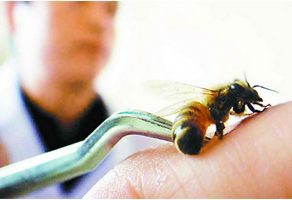 Лечение пчелами – больно, но полезно (ФОТО)