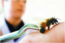 Лечение пчелами – больно, но полезно (ФОТО)