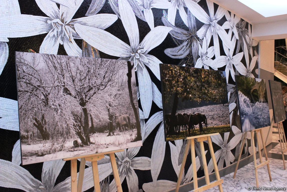 Лучшие фотографы Азербайджана получили награды (ФОТО)