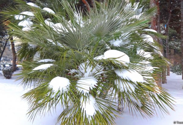 Обнародован прогноз погоды на декабрь в Баку