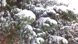 Снег в Баку (ФОТОСЕССИЯ)