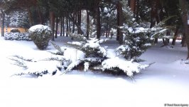 Снег в Баку (ФОТОСЕССИЯ)