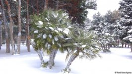 Снег в Баку (ФОТОСЕССИЯ)