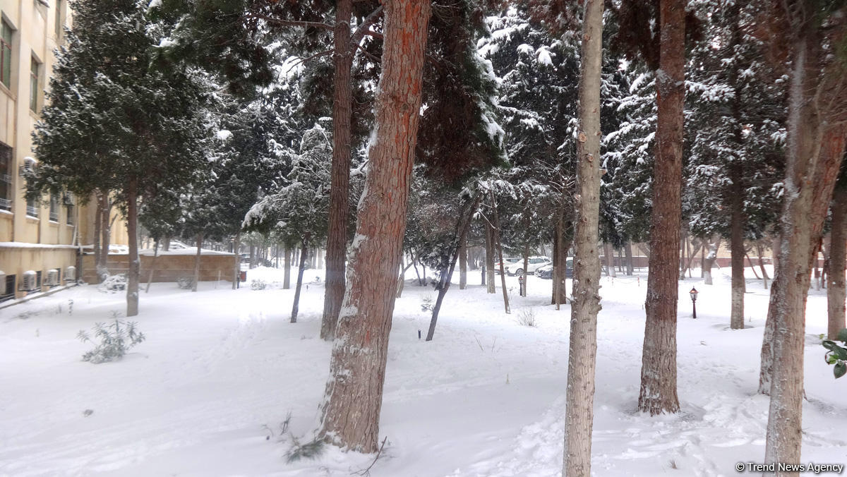 Снег в Баку (ФОТОСЕССИЯ)