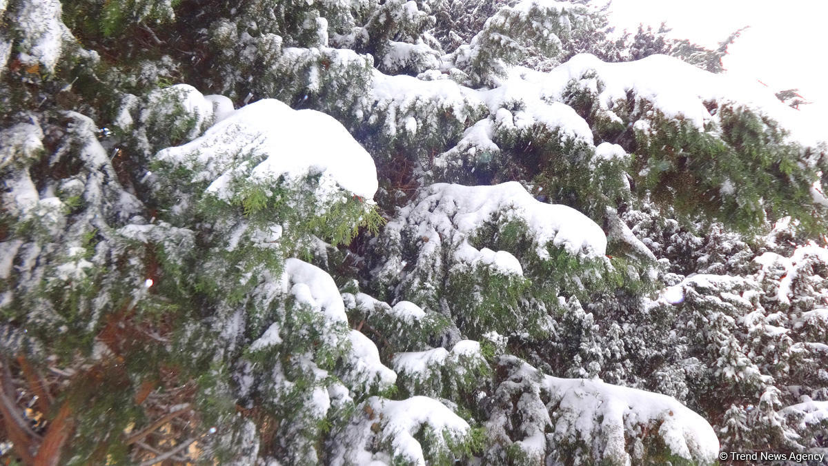 Снег в Баку (ФОТОСЕССИЯ)