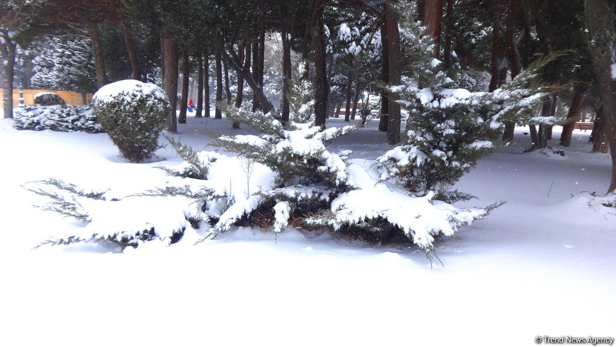 Снег в Баку (ФОТОСЕССИЯ)