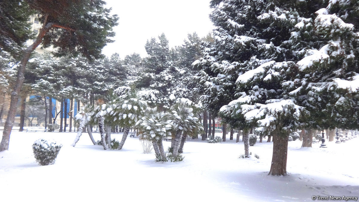 Снег в Баку (ФОТОСЕССИЯ)