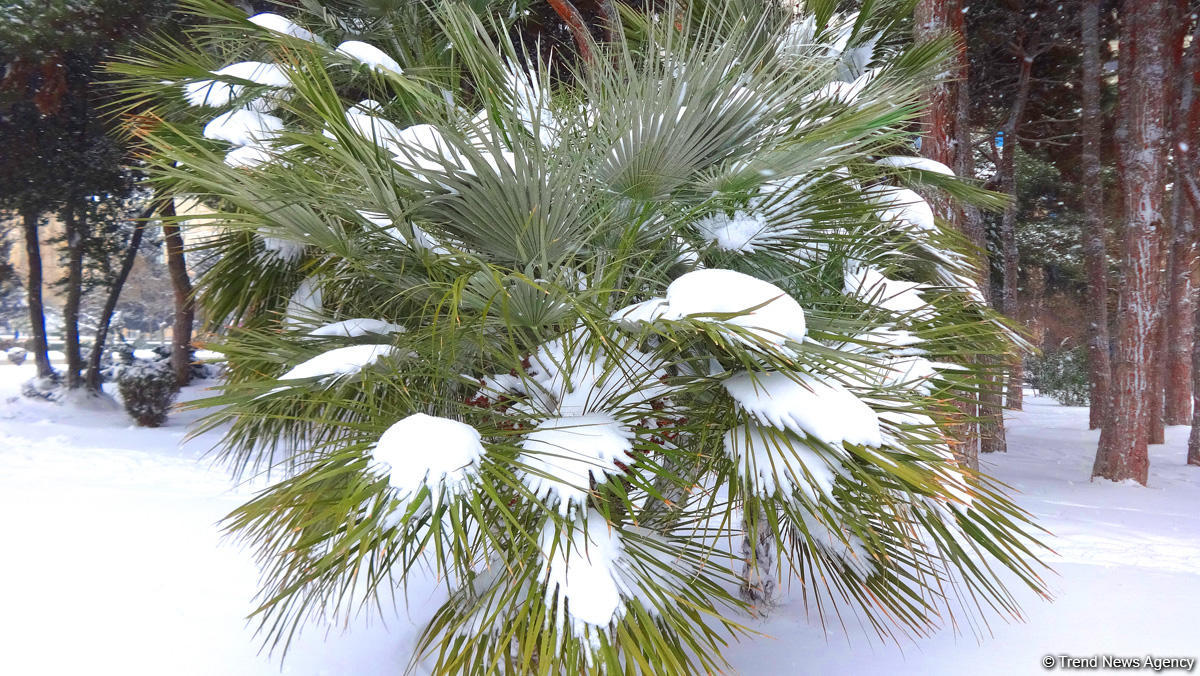 Снег в Баку (ФОТОСЕССИЯ)