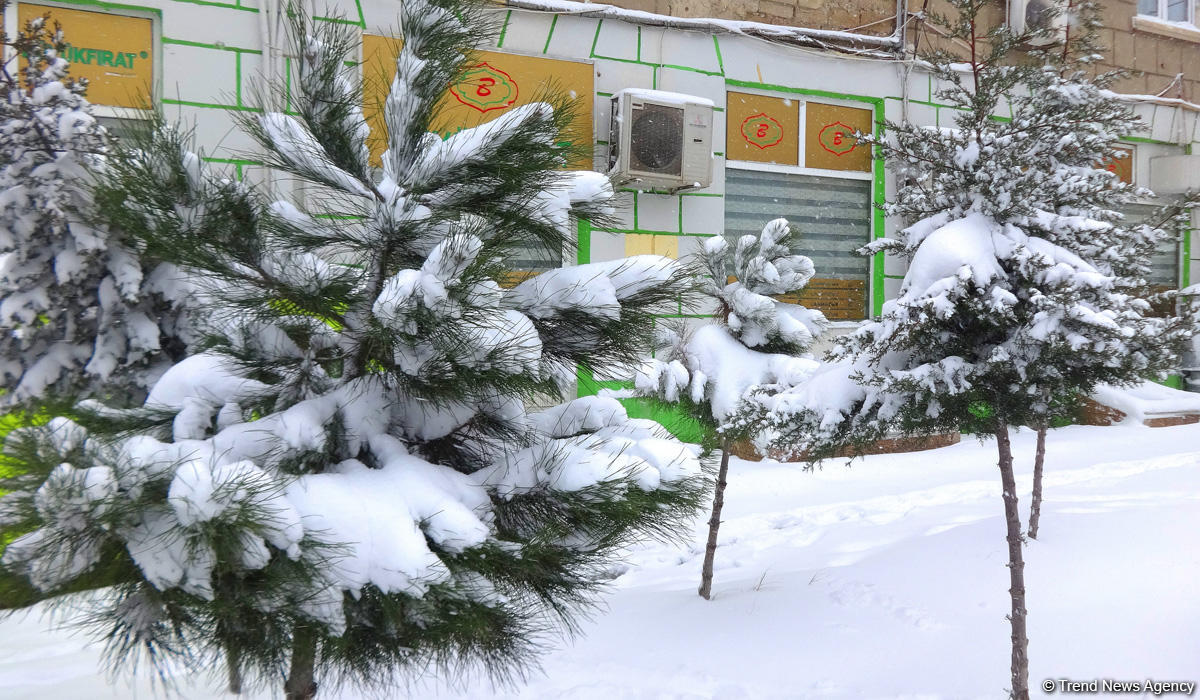 Снег в Баку (ФОТОСЕССИЯ)