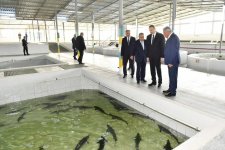 Президент Ильхам Алиев принял участие в открытии Варваринского предприятия по разведению рыбы (ФОТО) (версия 2)