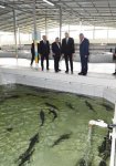 Президент Ильхам Алиев принял участие в открытии Варваринского предприятия по разведению рыбы (ФОТО) (версия 2)