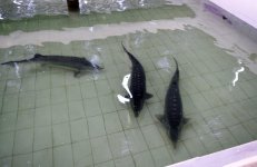 Президент Ильхам Алиев принял участие в открытии Варваринского предприятия по разведению рыбы (ФОТО) (версия 2)