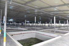 Президент Ильхам Алиев принял участие в открытии Варваринского предприятия по разведению рыбы (ФОТО) (версия 2)
