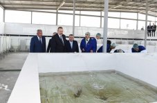 Президент Ильхам Алиев принял участие в открытии Варваринского предприятия по разведению рыбы (ФОТО) (версия 2)