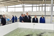Президент Ильхам Алиев принял участие в открытии Варваринского предприятия по разведению рыбы (ФОТО) (версия 2)