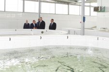 Президент Ильхам Алиев принял участие в открытии Варваринского предприятия по разведению рыбы (ФОТО) (версия 2)