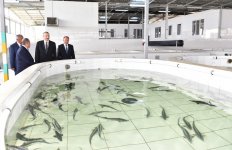 Президент Ильхам Алиев принял участие в открытии Варваринского предприятия по разведению рыбы (ФОТО) (версия 2)