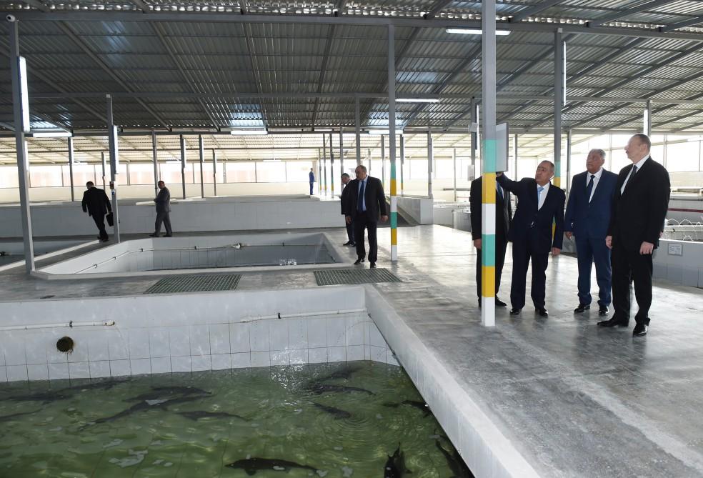 Президент Ильхам Алиев принял участие в открытии Варваринского предприятия по разведению рыбы (ФОТО) (версия 2)