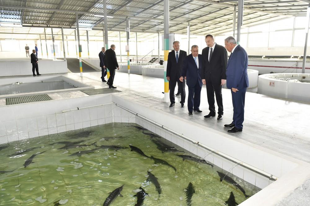 Президент Ильхам Алиев принял участие в открытии Варваринского предприятия по разведению рыбы (ФОТО) (версия 2)