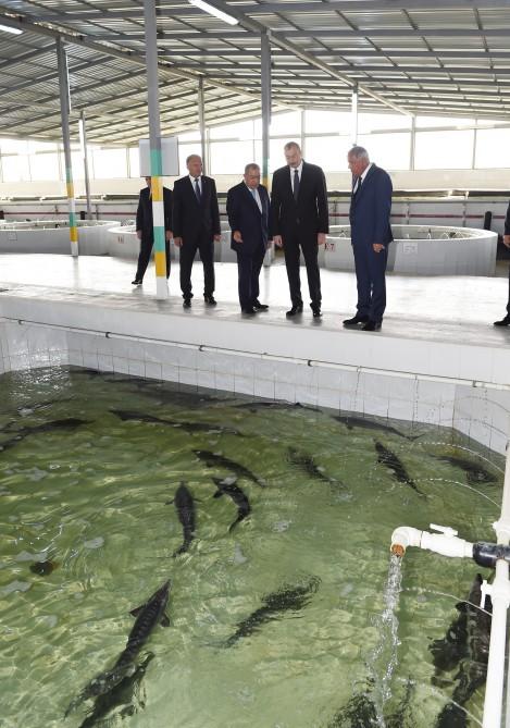 Президент Ильхам Алиев принял участие в открытии Варваринского предприятия по разведению рыбы (ФОТО) (версия 2)