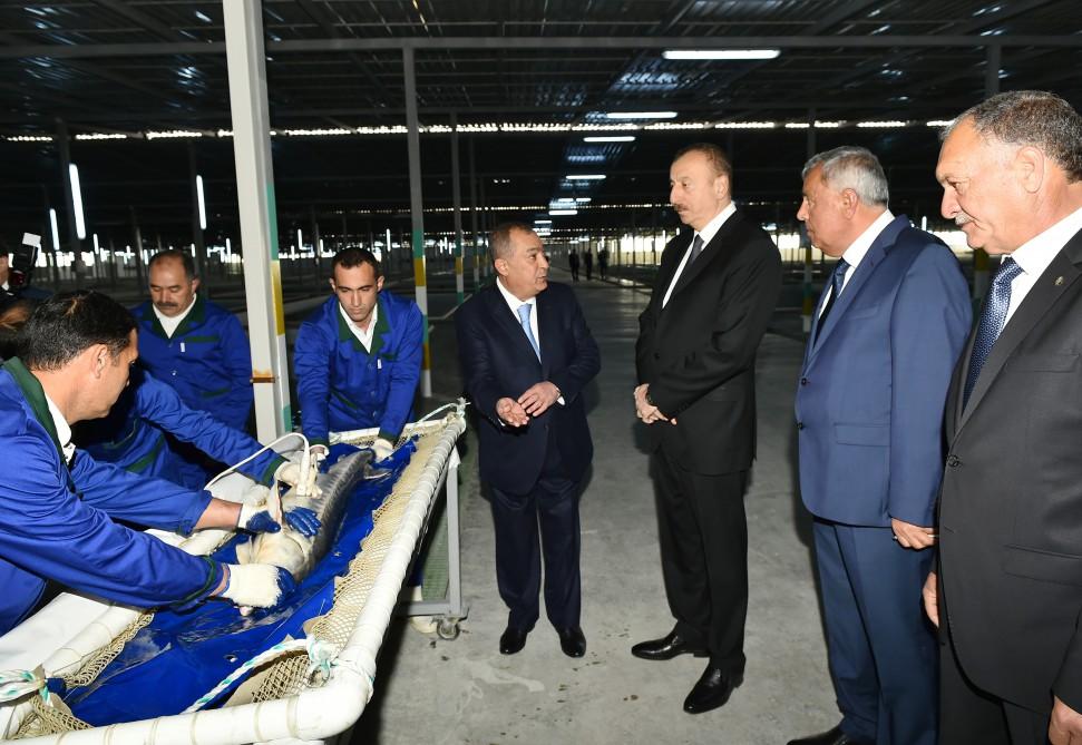 Президент Ильхам Алиев принял участие в открытии Варваринского предприятия по разведению рыбы (ФОТО) (версия 2)