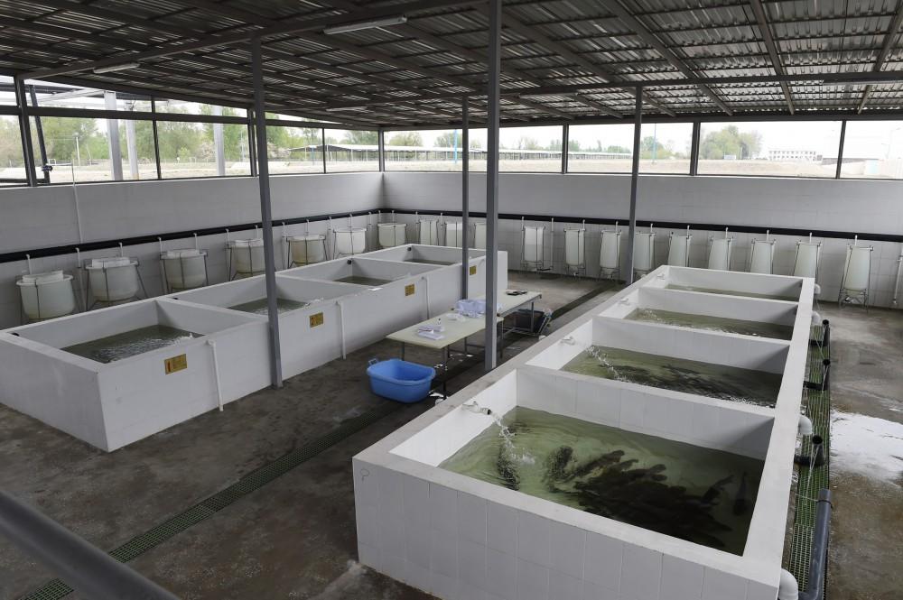 Президент Ильхам Алиев принял участие в открытии Варваринского предприятия по разведению рыбы (ФОТО) (версия 2)