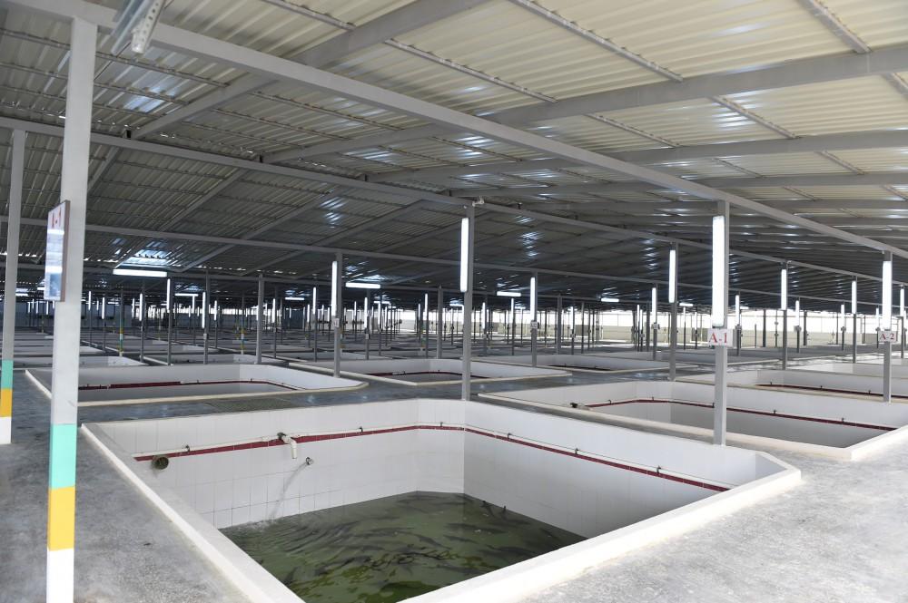 Президент Ильхам Алиев принял участие в открытии Варваринского предприятия по разведению рыбы (ФОТО) (версия 2)