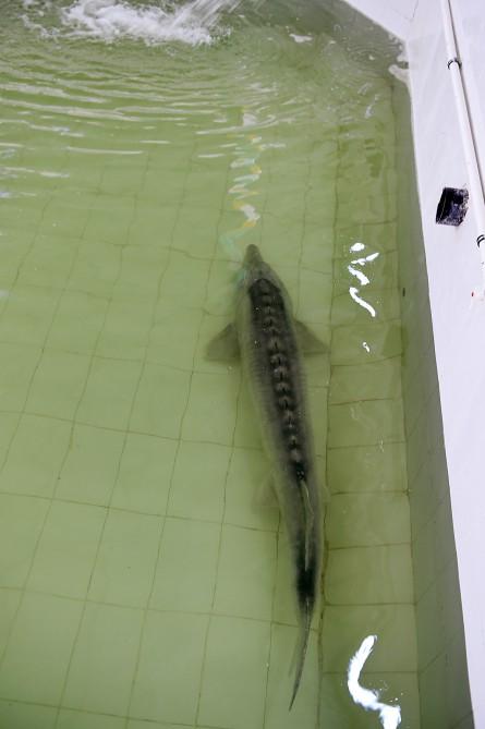 Президент Ильхам Алиев принял участие в открытии Варваринского предприятия по разведению рыбы (ФОТО) (версия 2)