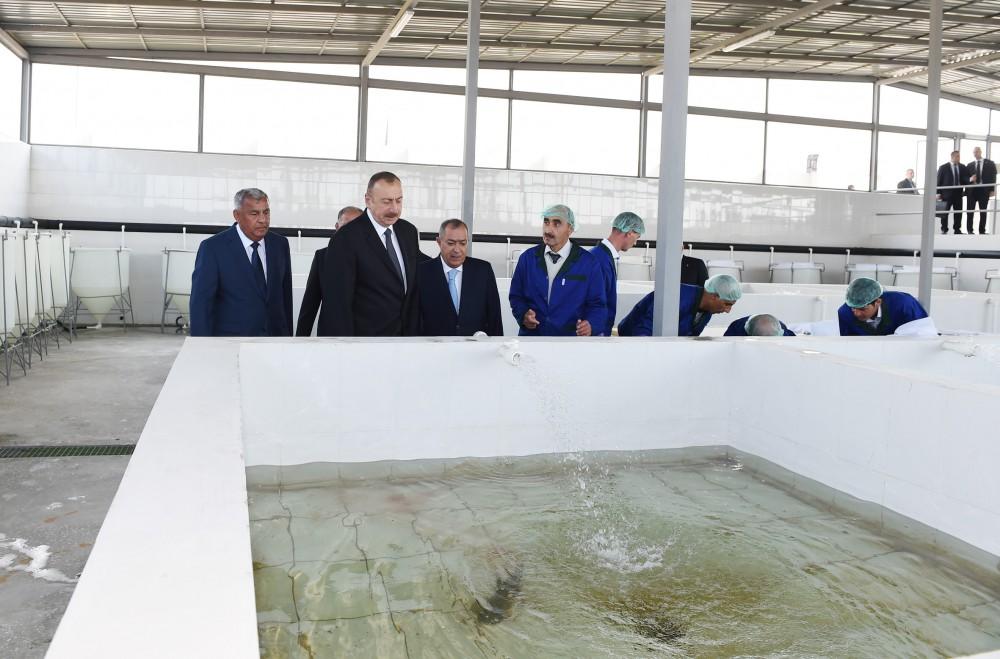 Президент Ильхам Алиев принял участие в открытии Варваринского предприятия по разведению рыбы (ФОТО) (версия 2)