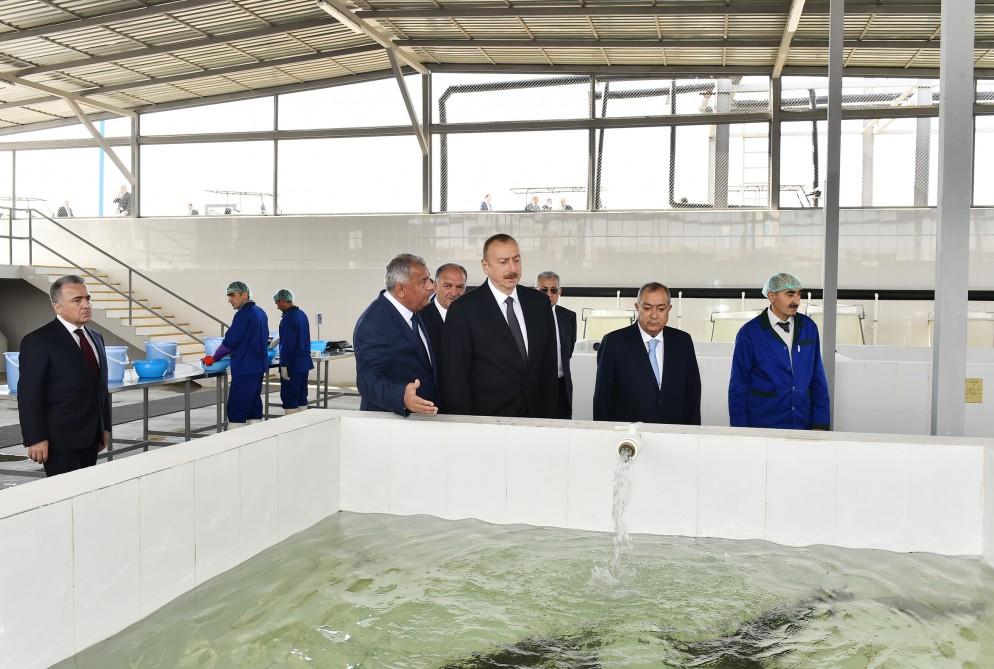 Президент Ильхам Алиев принял участие в открытии Варваринского предприятия по разведению рыбы (ФОТО) (версия 2)