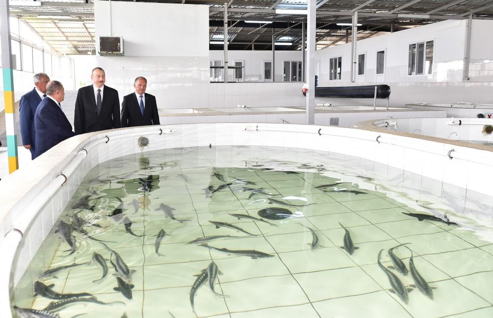 Президент Ильхам Алиев принял участие в открытии Варваринского предприятия по разведению рыбы (ФОТО) (версия 2)