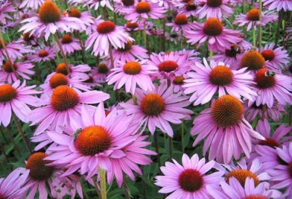 Уникальное растение, укрепляющее иммунитет (ФОТО)