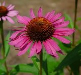 Уникальное растение, укрепляющее иммунитет (ФОТО)