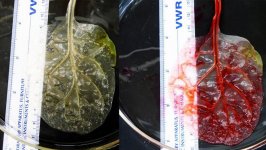 Шпинат- друг сердца (ФОТО/ВИДЕО)