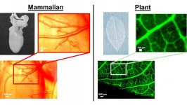 Шпинат- друг сердца (ФОТО/ВИДЕО)