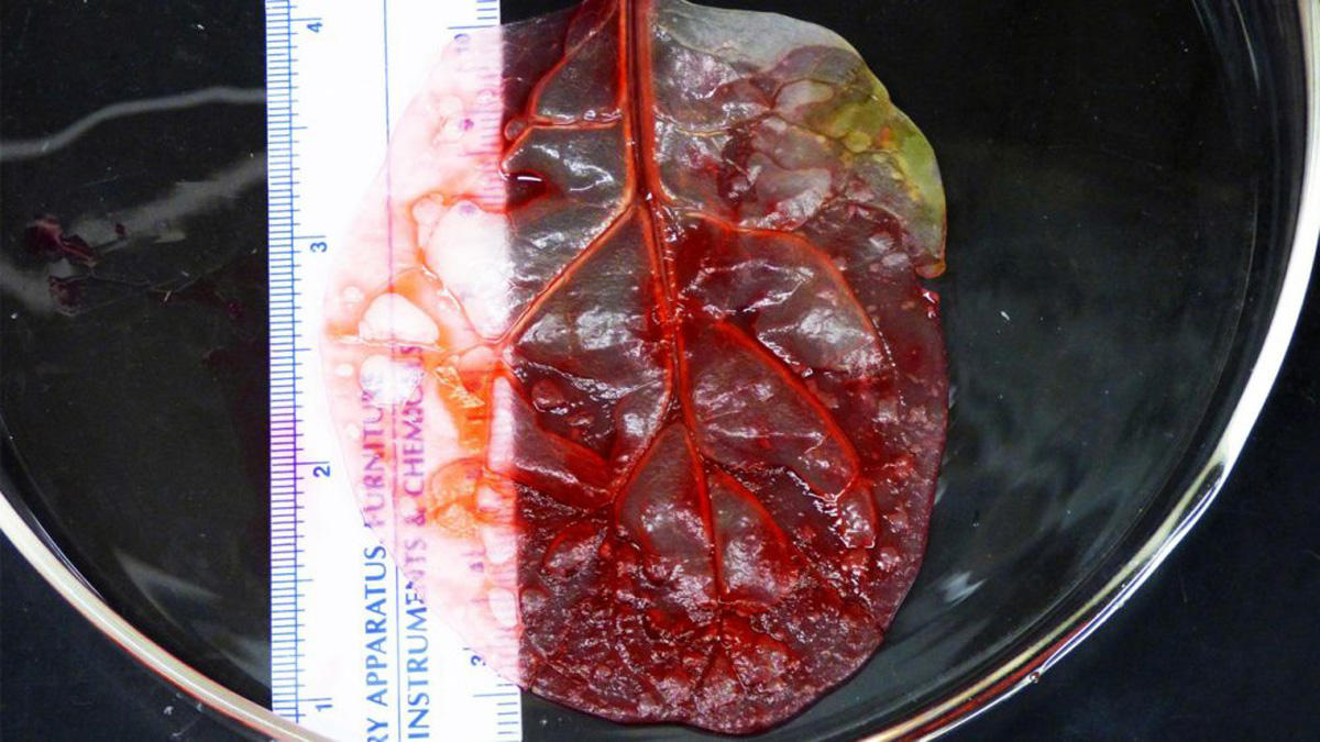 Шпинат- друг сердца (ФОТО/ВИДЕО)