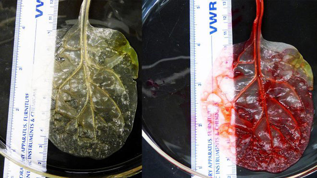 Шпинат- друг сердца (ФОТО/ВИДЕО)