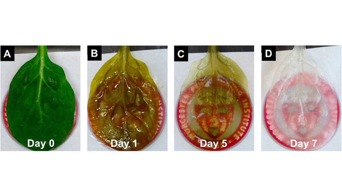 Шпинат- друг сердца (ФОТО/ВИДЕО)