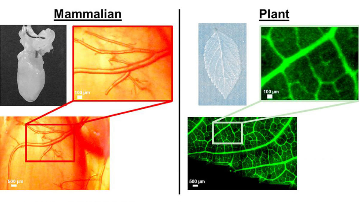 Шпинат- друг сердца (ФОТО/ВИДЕО)