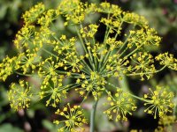 Как избавиться от усталости и сонливости народными средствами (ФОТО)