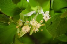 Как избавиться от усталости и сонливости народными средствами (ФОТО)